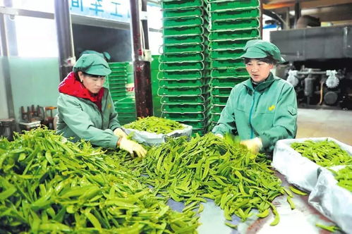 加速發(fā)展 急速提檔 玉溪電子商務(wù)譜寫(xiě)創(chuàng)新轉(zhuǎn)型與農(nóng)業(yè)信息咨詢?nèi)诤闲缕?></a></div>
<div   id=